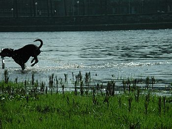 Apport aus der Elbe