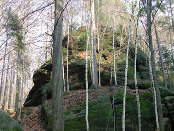 Birkenwäldchen im Elbsandsteingebirge