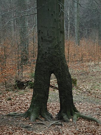 Buche auf zwei Beinen