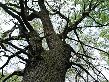 Eiche im Moritzburger Wald