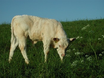 Junger Stier am Adamsberg