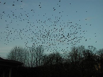 Krähen im Winter