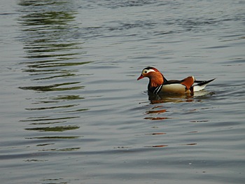 Mandarin Ente Elbe Dresden