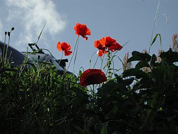 Mohn