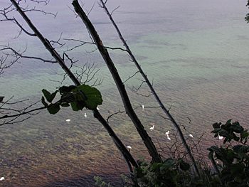 Schwäne am Nordperd Göhren