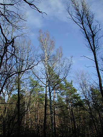 Waldstück in Sachsen